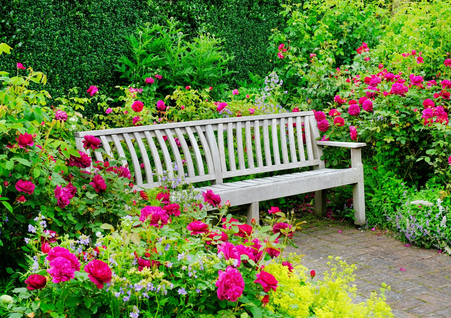An empty garden bench surrounded by roses